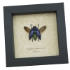 Polybothris sumptuosa gemma Purple Green Madagascar Beetle Framed Taxidermy Display