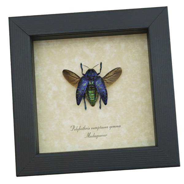Polybothris sumptuosa gemma Purple Green Madagascar Beetle Framed Taxidermy Display