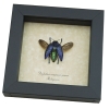 Polybothris sumptuosa gemma Purple Green Madagascar Beetle Framed Taxidermy Display