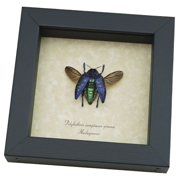 Polybothris sumptuosa gemma Purple Green Madagascar Beetle Framed Taxidermy Display