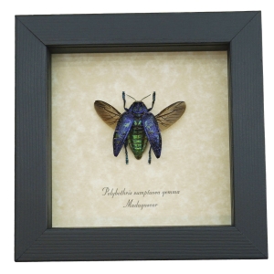 Polybothris sumptuosa gemma Purple Green Madagascar Beetle Framed Taxidermy Display