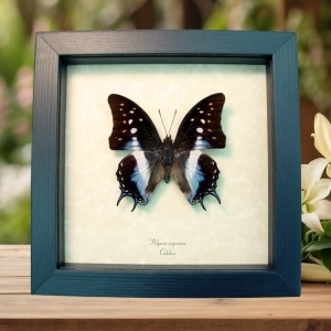 Real Framed Blue Butterfly Polyura cognatus Taxidermy Display