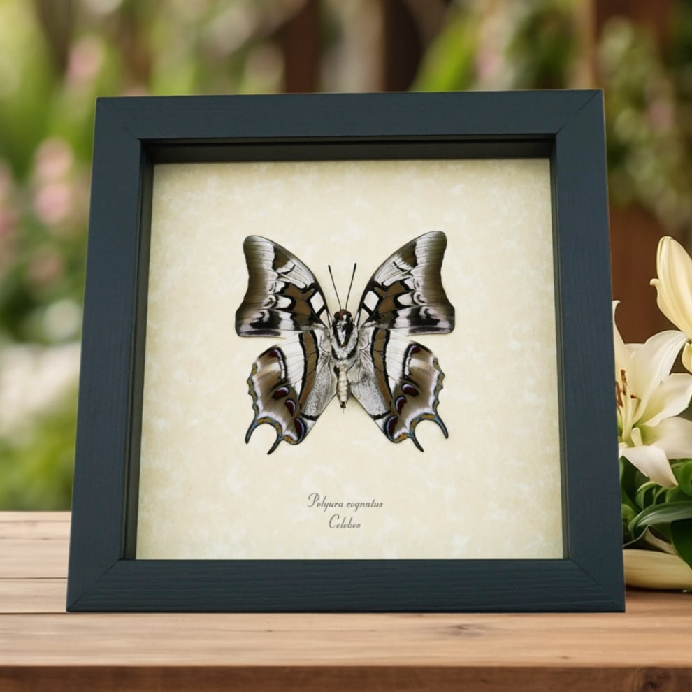 Real Framed Butterfly Polyura cognatus Verso Taxidermy Display Real Framed Butterfly Polyura cognatus Verso Taxidermy Display