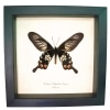 Red Black Windmill Swallowtail Butterfly Pachliopta polyphontes Framed Display