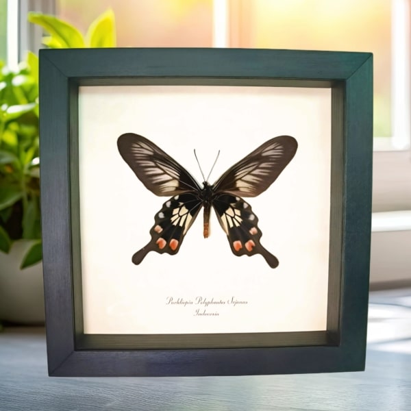 Red Black Windmill Swallowtail Butterfly Pachliopta polyphontes Framed Display Red Black Windmill Swallowtail Butterfly Pachliopta polyphontes Framed Display