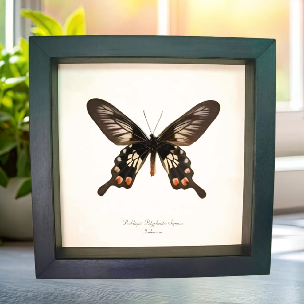 Red Black Windmill Swallowtail Butterfly Pachliopta polyphontes Framed Display Red Black Windmill Swallowtail Butterfly Pachliopta polyphontes Framed Display