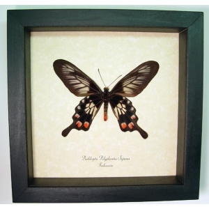 Pachliopta polyphontes Red Black Swallowtail Butterfly Framed Taxidermy Display