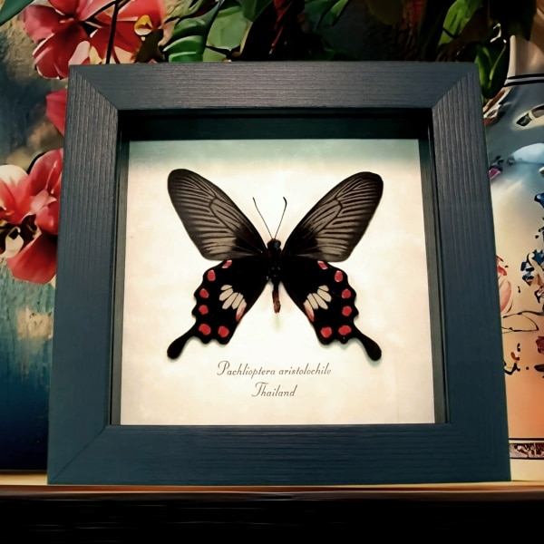 Common Rose Butterfly Pachliopta aristolochile Framed Display
