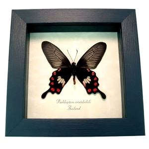 Common Rose Butterfly Pachliopta aristolochile Framed Display