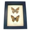 Painted Lady Butterflies Vanessa cardui Pair Real Framed Taxidermy Display