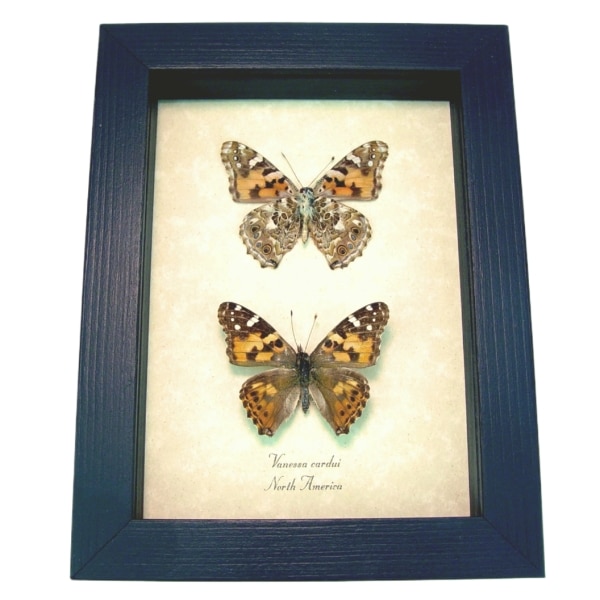 Painted Lady Butterflies Vanessa cardui Pair Real Framed Taxidermy Display