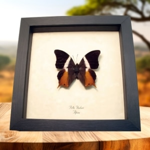Framed African Butterfly Palla ussheri Taxidermy Display
