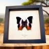 African Violet Butterfly Palla violintins Framed Taxidermy Display