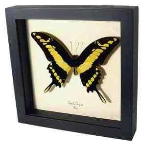 Framed King Swallowtail Butterfly Papilio cinyras Taxidermy Display