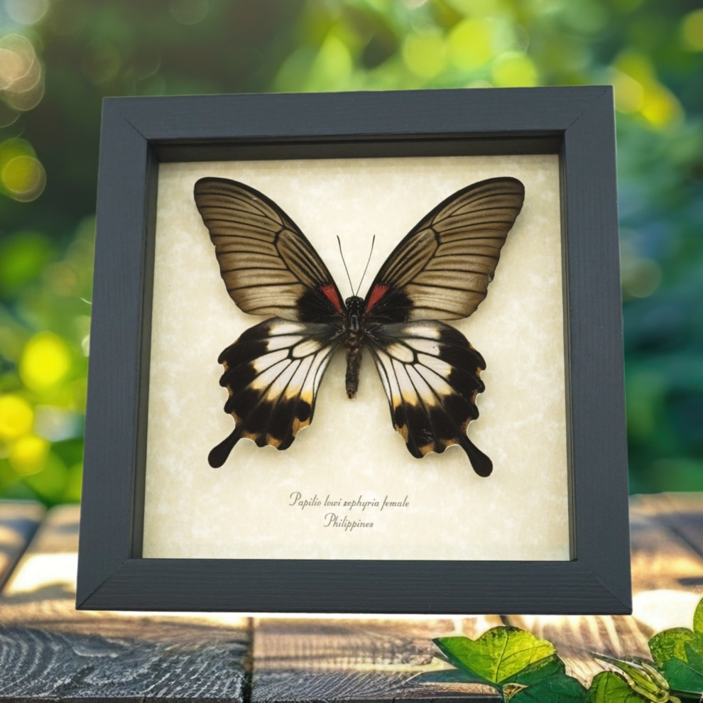 Framed Swallowtail Butterfly Papilio Lowi Zephyria Female Taxidermy Display Framed Swallowtail Butterfly Papilio Lowi Zephyria Female Taxidermy Display