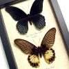 Papilio memnon Pair Great Mormon Butterflies Framed Taxidermy Display