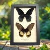 Great Mormon Butterflies Papilio memnon Butterfly Pair Framed Taxidermy Display