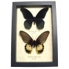 Great Mormon Butterflies Papilio memnon Butterfly Pair Framed Taxidermy Display