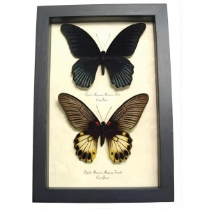 Great Mormon Butterflies Papilio memnon Butterfly Pair Framed Taxidermy Display