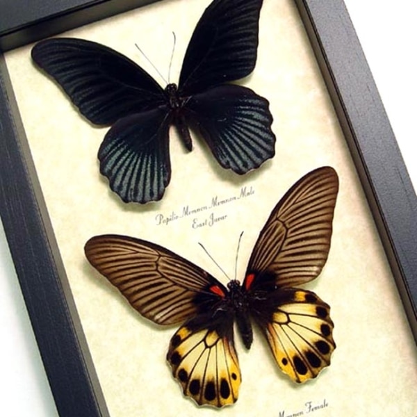 Papilio memnon Pair Great Mormon Butterflies Framed Taxidermy Display