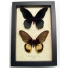 Papilio memnon Pair Great Mormon Butterflies Framed Taxidermy Display Species: Papilio Memnon pair Interesting Traits: Females of this species are Polymorphic Common Name: Great Mormon Native Origin: East Java, Indonesia Frame Size: 6 1/2” x 9 1/2” Frame Color: black Wood Frame: Finest Handmade Museum Quality Sealed Shadowbox Display. Glass: 99% UV Blocking Museum Grade Conservation Glass to Prevent Insect Fading.