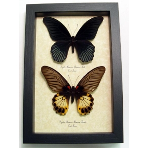 Papilio memnon Pair Great Mormon Butterflies Framed Taxidermy Display Species: Papilio Memnon pair Interesting Traits: Females of this species are Polymorphic Common Name: Great Mormon Native Origin: East Java, Indonesia Frame Size: 6 1/2” x 9 1/2” Frame Color: black Wood Frame: Finest Handmade Museum Quality Sealed Shadowbox Display. Glass: 99% UV Blocking Museum Grade Conservation Glass to Prevent Insect Fading.