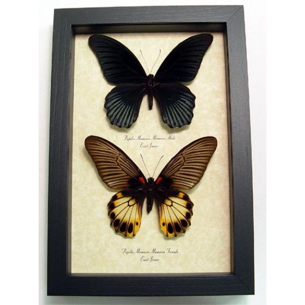 Papilio memnon Pair Great Mormon Butterflies Framed Taxidermy Display Species: Papilio Memnon pair Interesting Traits: Females of this species are Polymorphic Common Name: Great Mormon Native Origin: East Java, Indonesia Frame Size: 6 1/2” x 9 1/2” Frame Color: black Wood Frame: Finest Handmade Museum Quality Sealed Shadowbox Display. Glass: 99% UV Blocking Museum Grade Conservation Glass to Prevent Insect Fading.