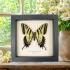 Papilio Multicaudata pusillus female Two Tailed Swallowtail Butterfly Framed Taxidermy Display