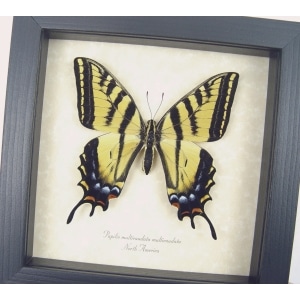 Papilio Multicaudata pusillus female Two Tailed Swallowtail Butterfly Framed Taxidermy Display