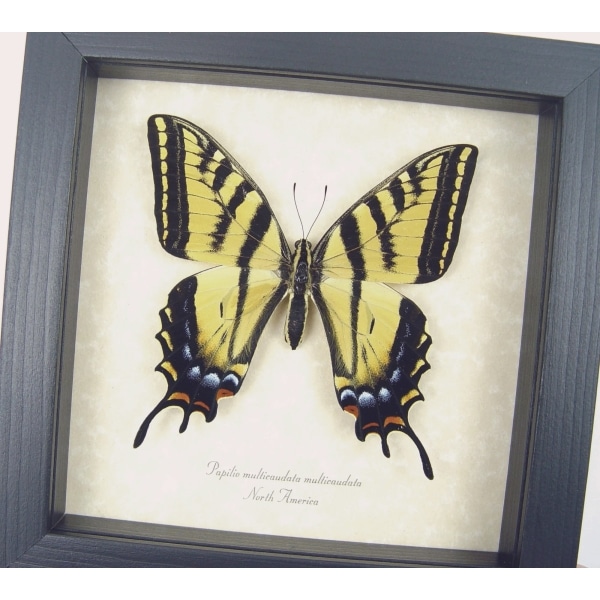 Papilio Multicaudata pusillus female Two Tailed Swallowtail Butterfly Framed Taxidermy Display