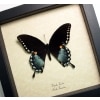 Spicebush Swallowtail Butterfly Papilio Troilus Framed Taxidermy Display