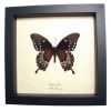 Spicebush Swallowtail Butterfly Papilio Troilus Verso Framed Taxidermy Display