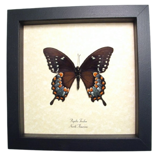 Spicebush Swallowtail Butterfly Papilio Troilus Verso Framed Taxidermy Display