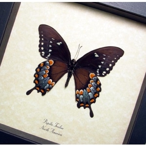 Papilio Troilus Verso Spicebush Swallowtail Butterfly Framed Taxidermy Display