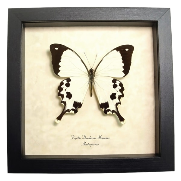 African Mocker Swallowtail Butterfly Papilio dardanus meriones Framed Taxidermy Display