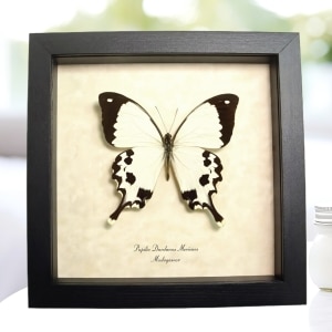 African Mocker Swallowtail Butterfly Papilio dardanus meriones Framed Taxidermy Display
