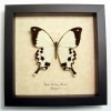 Papilio dardanus meriones Framed Butterfly Taxidermy Display