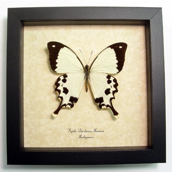 Papilio dardanus meriones Framed Butterfly Taxidermy Display