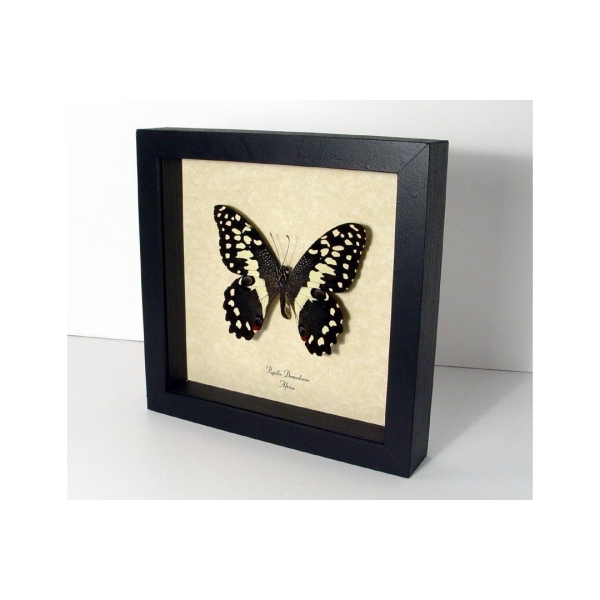 Papilio demodocus Citrus Swallowtail Butterfly Framed Taxidermy Display