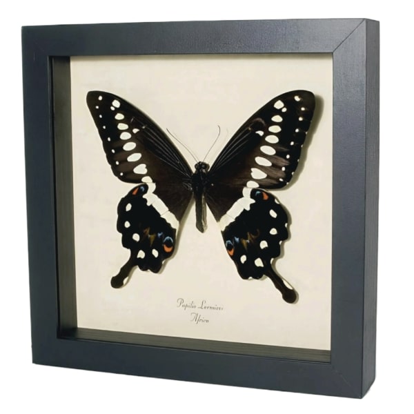 Papilio lormieri Central Emperor Swallowtail Butterfly Framed Taxidermy Display