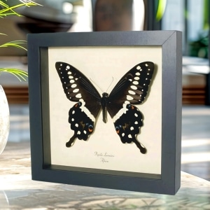Papilio lormieri Central Emperor Swallowtail Butterfly Framed Taxidermy Display