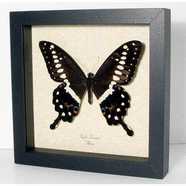 Papilio lormieri Central Emperor Swallowtail Butterfly Framed Taxidermy Display