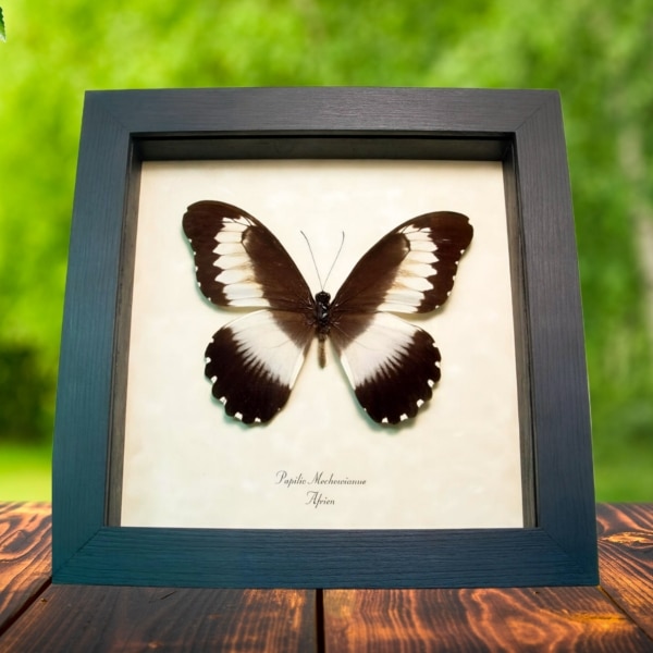 African Swallowtail Butterfly Papilio mechowianus Framed Taxidermy Display