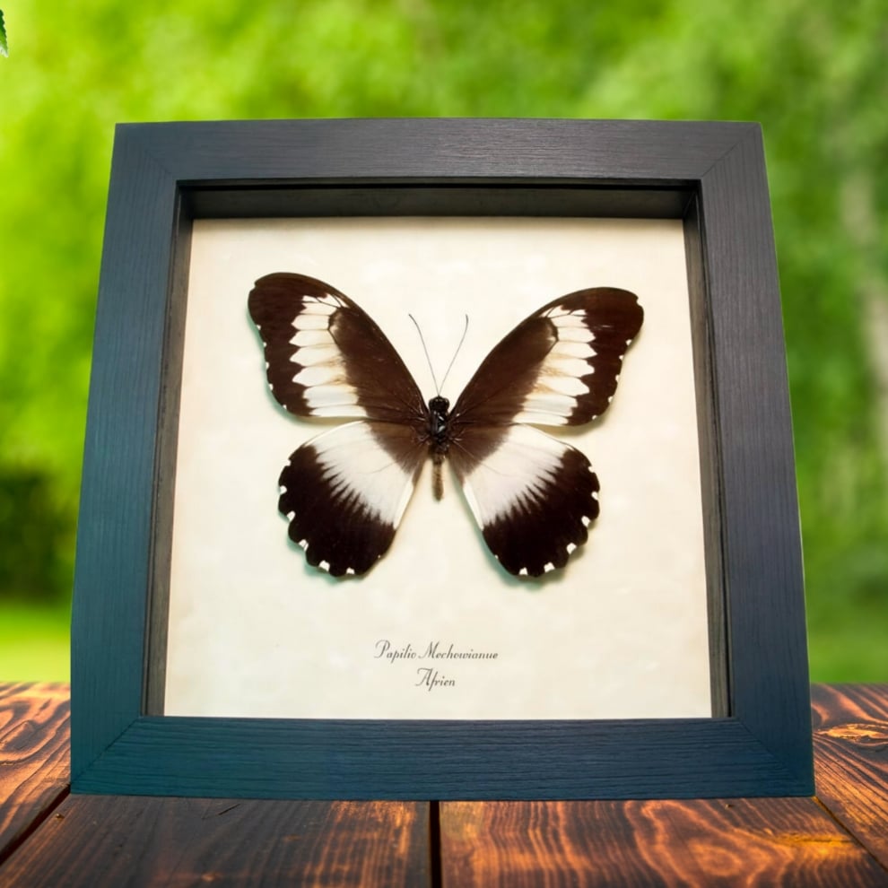 African Swallowtail Butterfly Papilio mechowianus Framed Taxidermy Display African Swallowtail Butterfly Papilio mechowianus Framed Taxidermy Display