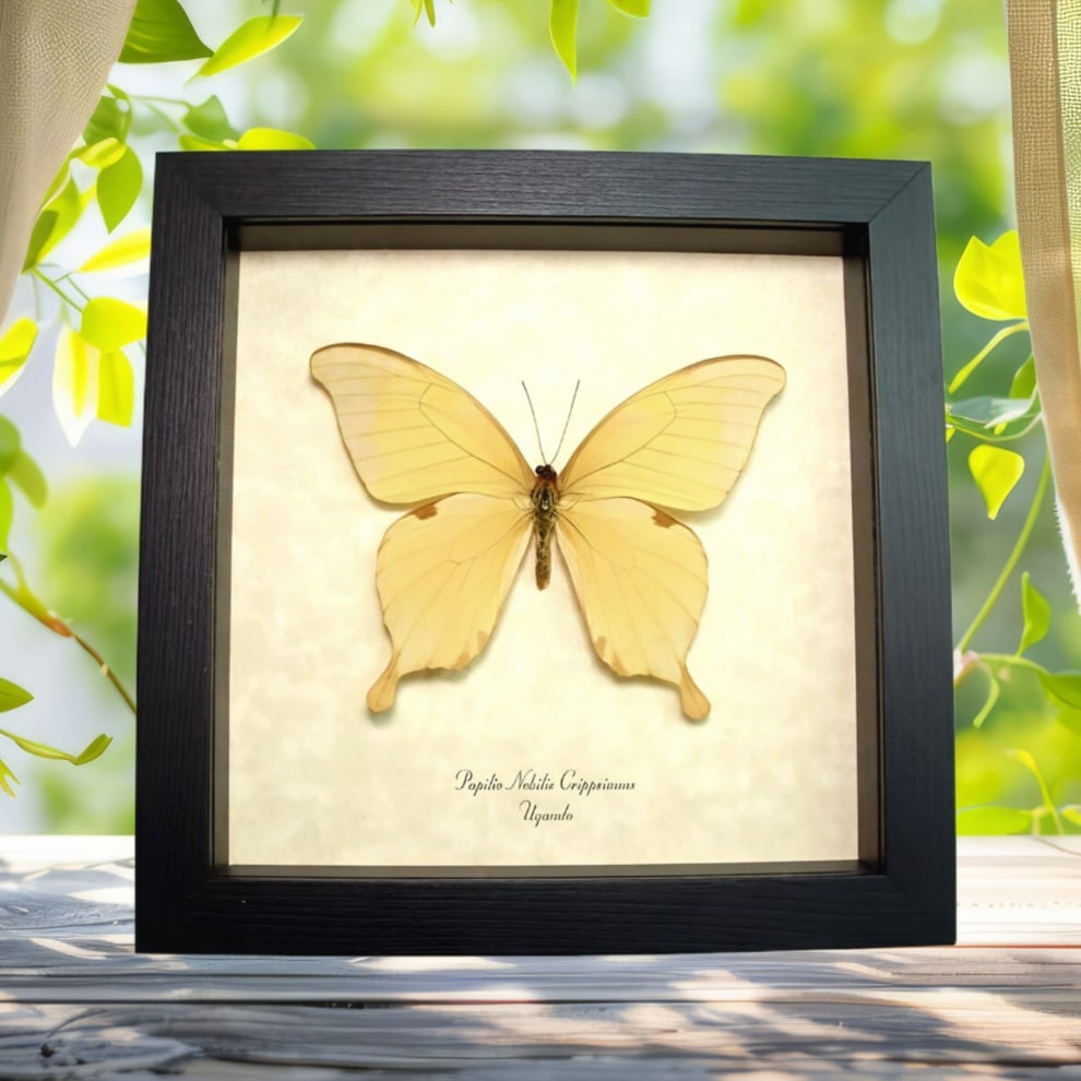 African Noble Swallowtail Butterfly Papilio nobilis crippsiannus Framed Taxidermy Display