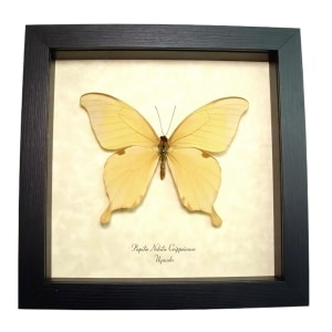 African Noble Swallowtail Butterfly Papilio nobilis crippsiannus Framed Taxidermy Display