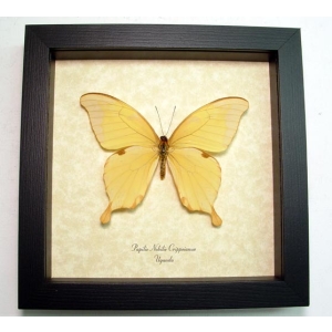 Papilio nobilis crippsiannus African Butterfly Noble Swallowtail Framed Taxidermy Display