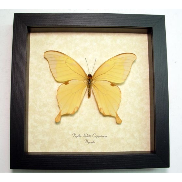 Papilio nobilis crippsiannus African Butterfly Noble Swallowtail Framed Taxidermy Display