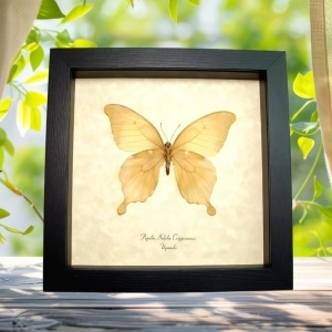 African Butterfly Noble Swallowtail Papilio nobilis crippsiannus Verso Framed Taxidermy Display