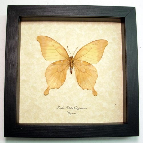 Papilio nobilis crippsiannus Verso African Butterfly Noble Swallowtail Framed Taxidermy Display